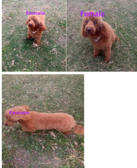 Adult female toy poodle and older Female Pup 