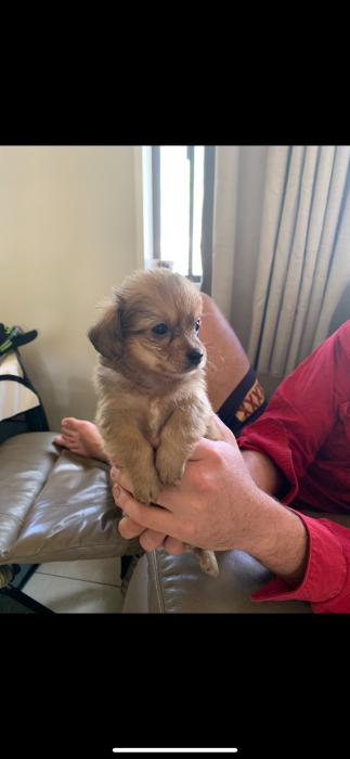 Pomeranian x dashhound puppies $1500 (Townsville to Mackay )