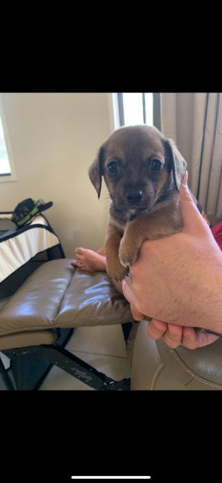 Pomeranian x dashhound puppies $1500 (Townsville to Mackay )