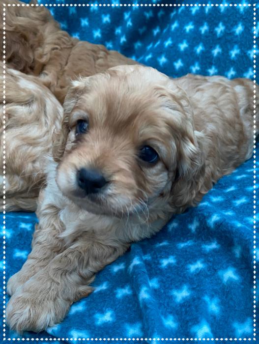 Super Sweet Cavoodles REDUCED