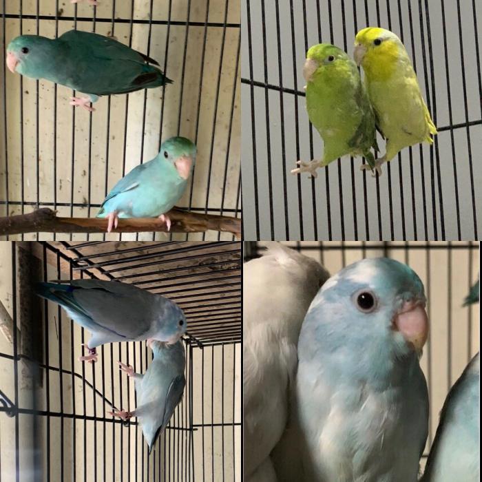 Parrotlets pairs and spares