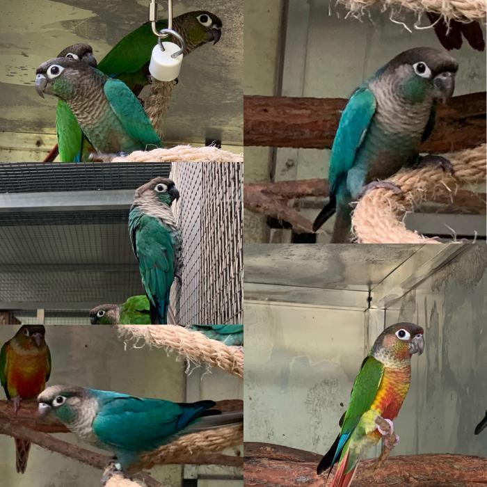 Violet series Green Cheeked conures 