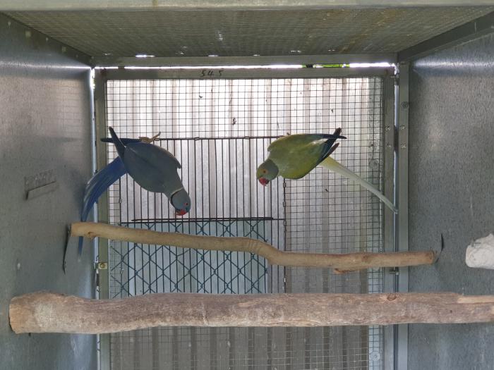 OPALINE CLEARTAIL PAIR