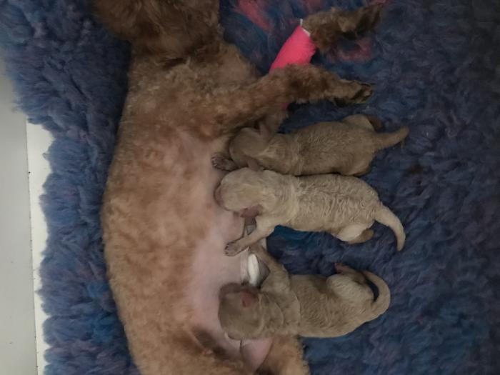 Toy poodle female pedigree papers Ankc  $6000