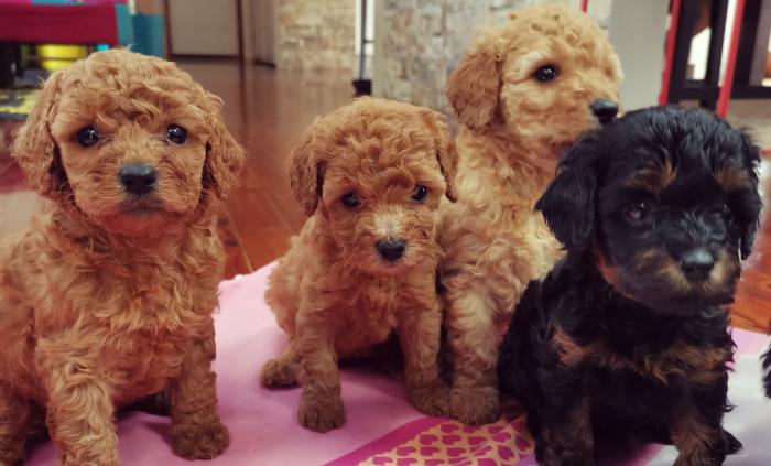 Toy Cavoodle Girls