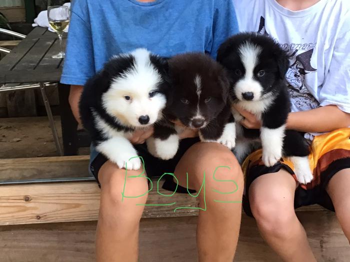 Border Collie Puppies 