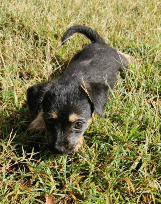 Silky Terrier x puppy (GIRL) $2500