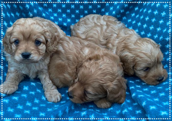 Cavoodle Puppies $4000