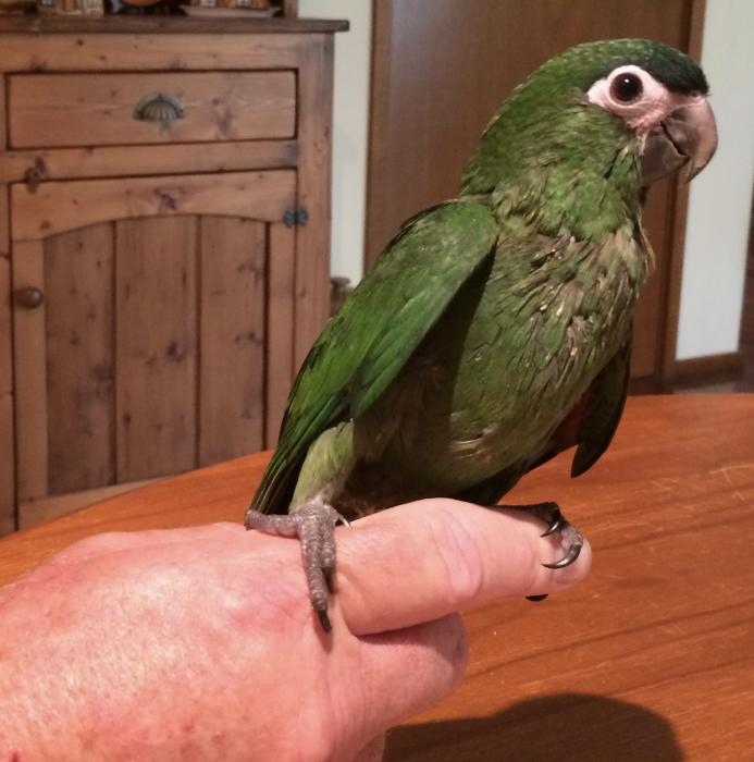 Hand Reared Hahns Macaw