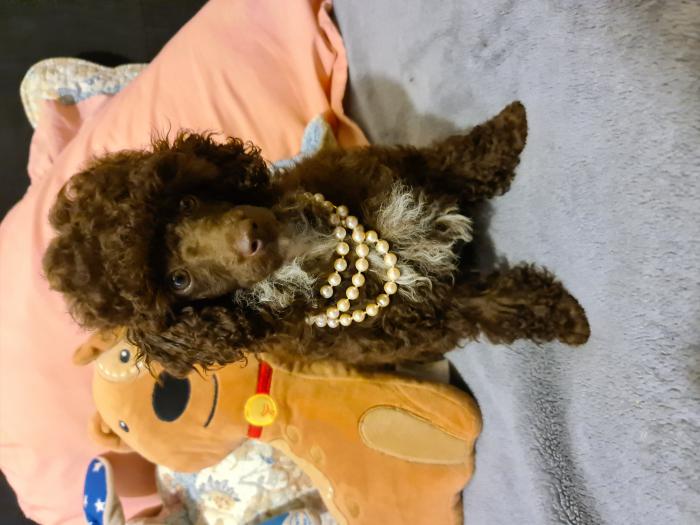 Brown Toy Poodle Female Puppy REDUCED 