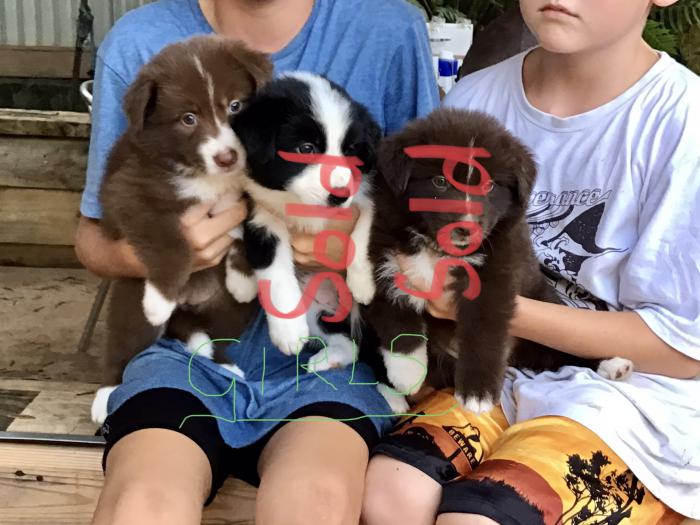 Border Collie Puppies $2000