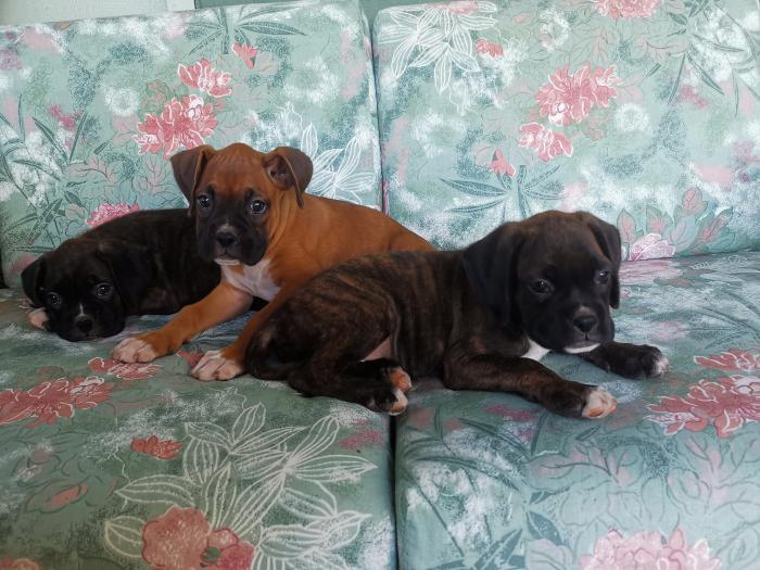 0404902282 Purebred boxer puppies with papers