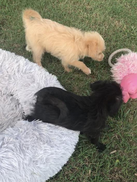 Poodle X Foxy Puppies $ 1500 each