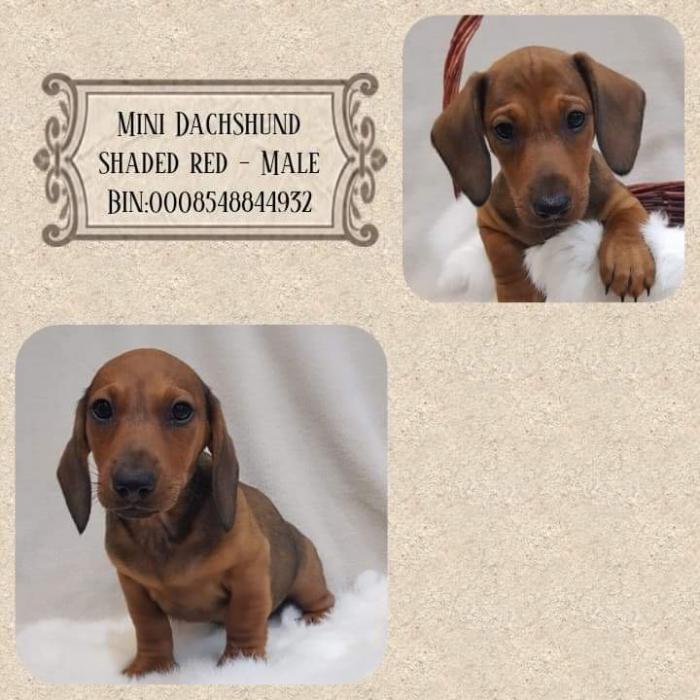 Mini dachshund male last boy reduced $2950