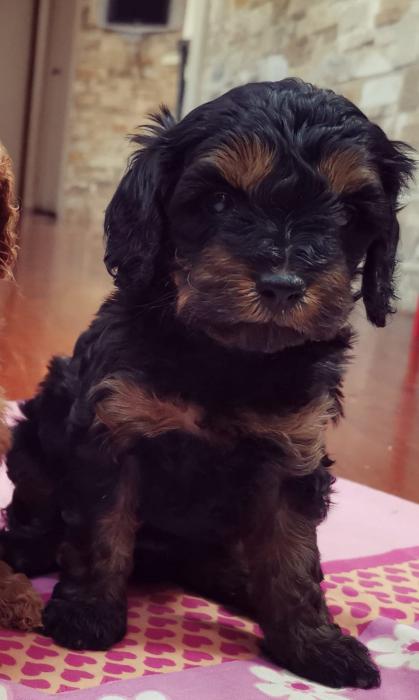 Toy Cavoodle girl - Black and Tan