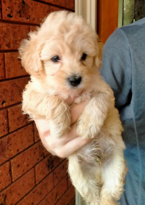SCHNOODLE PUPPIES NON SHEDDING AND GORGEOUS