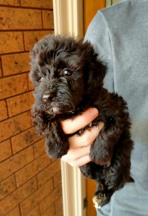 SCHNOODLE PUPPIES NON SHEDDING AND GORGEOUS