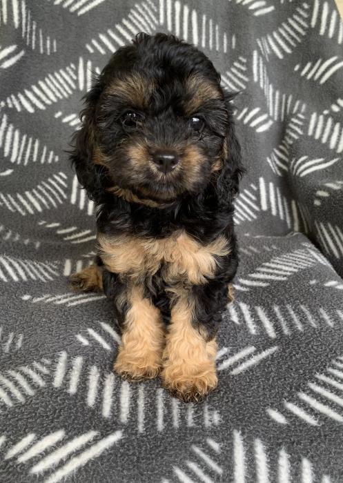 FEMALE CAVOODLE READY NOW - first generation 