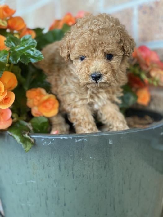 Female Toy poodle Last one