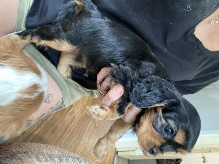 King Charles cavalier spaniel puppy for sale 