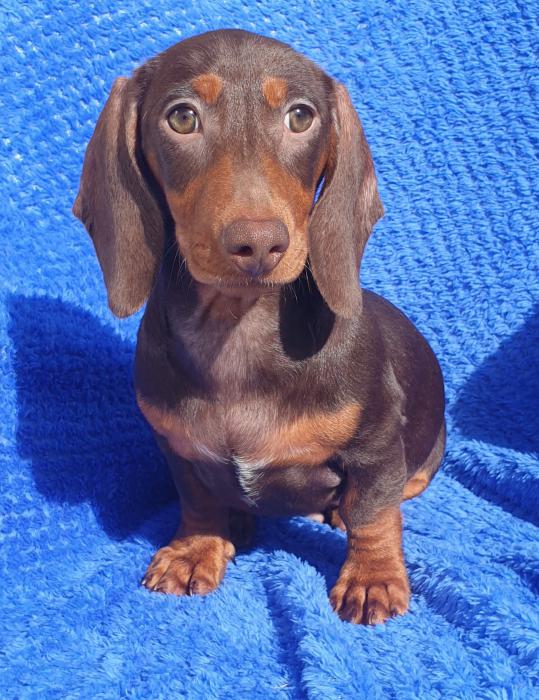 DNA CLEAR mini dachshund male $2200 MUST SELL