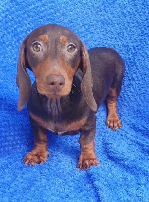 DNA CLEAR mini dachshund male $2200 MUST SELL