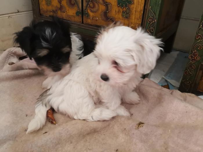 Jack Russell X Lhasa Apso. 