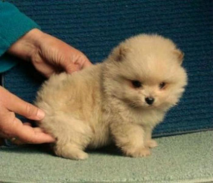 POMERANIAN GORGEOUS  TINY BABY FOR SALE TO A SPECIAL HOME