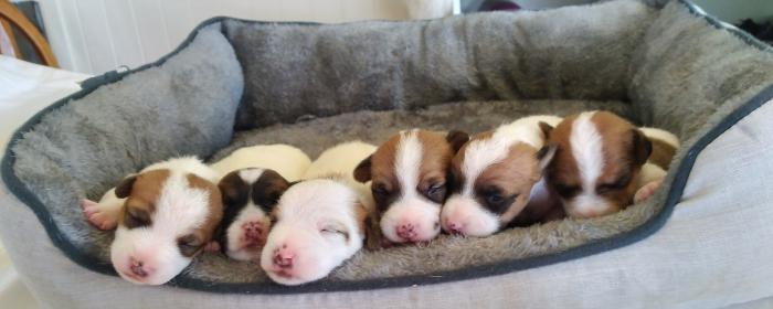 PUREBRED JACK RUSSELL PUPS