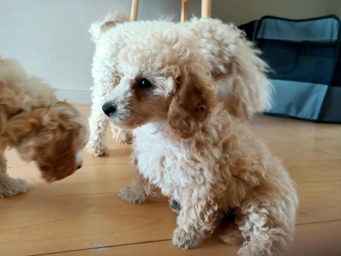 Toy poodle female