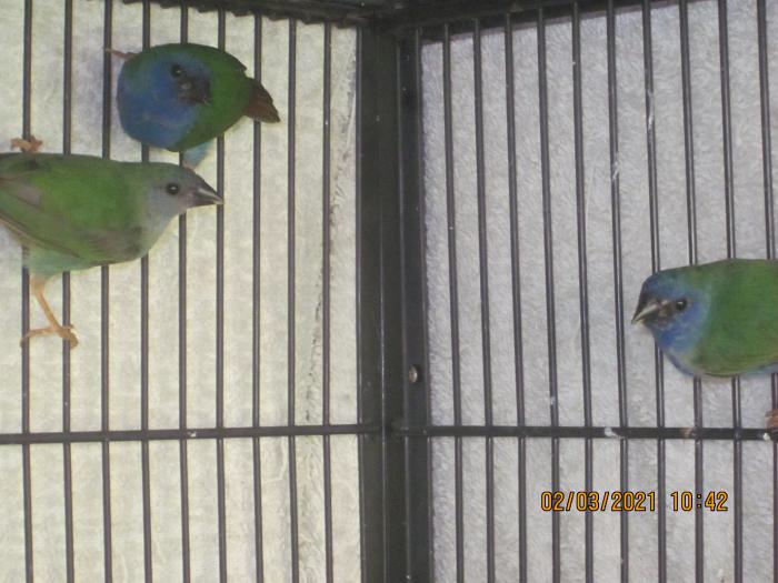 tri coloured parrot finch HEN