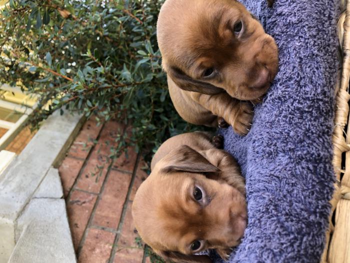 Mini Dachshund puppies.  Male and female