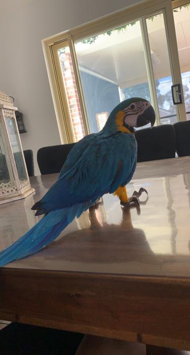 Blue and Gold Macaw 14weeks