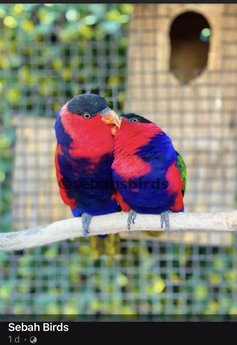Our beautiful Black-Capped Lory Breeding Pair