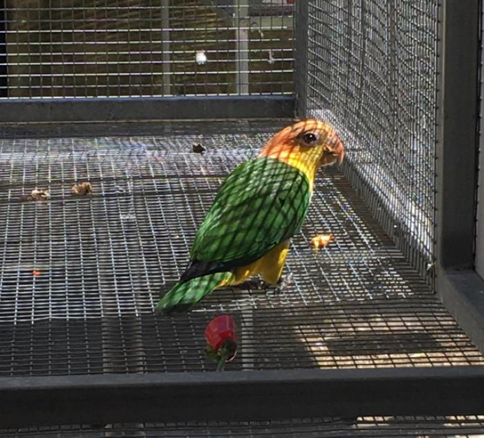 AT CLEVELAND BIRD SALE - 14 MARCH 2021 - WHITE BELLEY CAIQUE