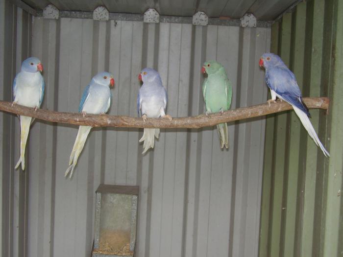 RINGNECKS,2020 BRED OPALINE CLEARTAIL COMBOS