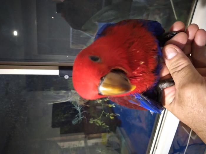 Hand reared ecelectus parrot $750