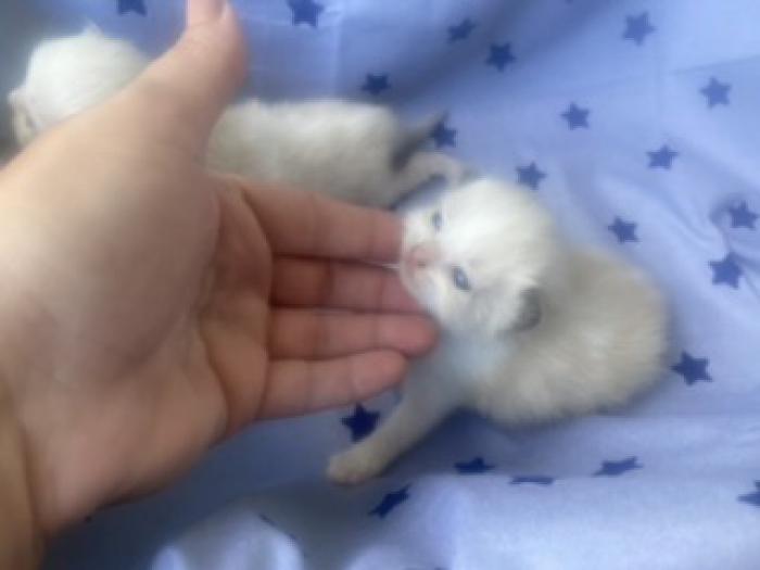 Purebred mink and traditional coloured Ragdoll kittens