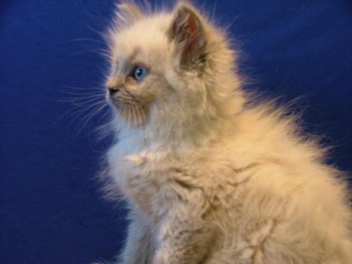 Ragdoll Kittens and Cats from Reg Breeder fr. $350 for adult