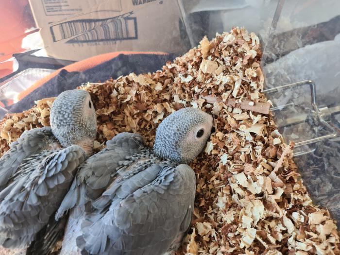 African Grey Babies (only 1 left)