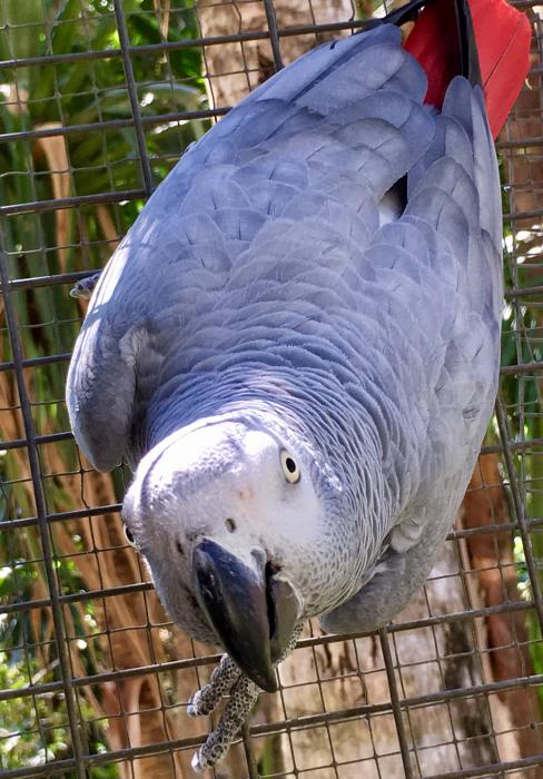 African Grey young HEN