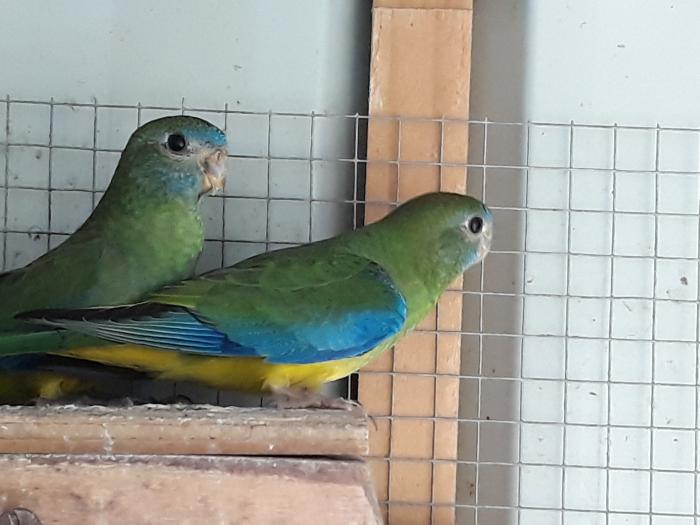Turquoise Parrots