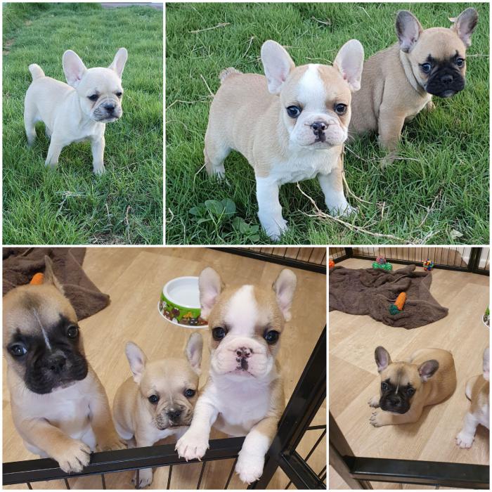 French Bulldog Puppies from $3500