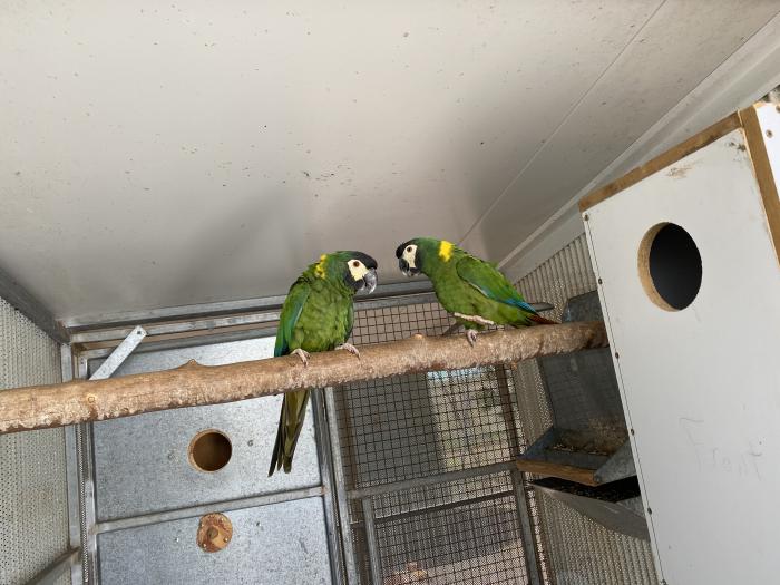 Yellow Collared Macaws 