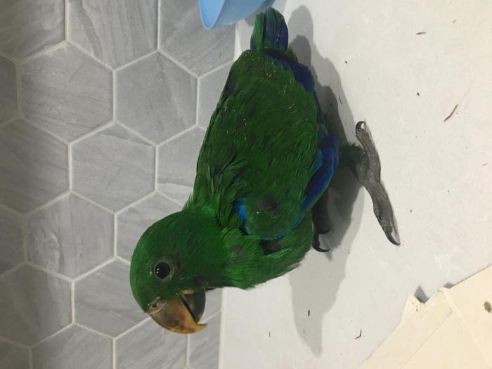 Hand raised Eclectus male and female 