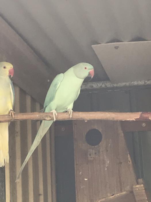 Opaline cleartails and splits