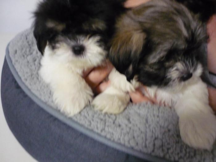 Maltese/Shih Tzu Posted by JAND Caboolture Qld