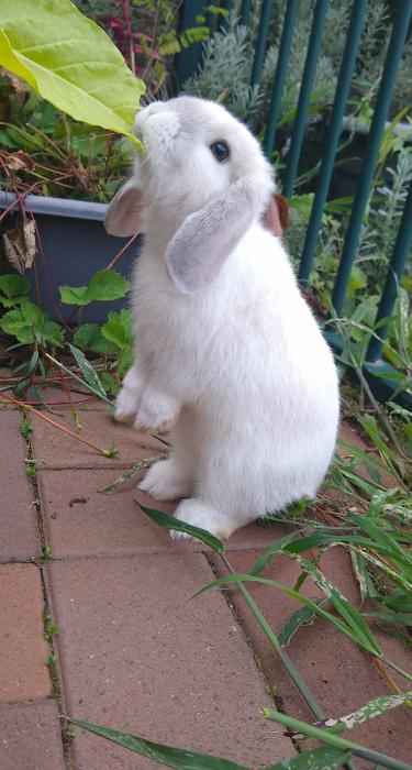 Mini lop rabbit