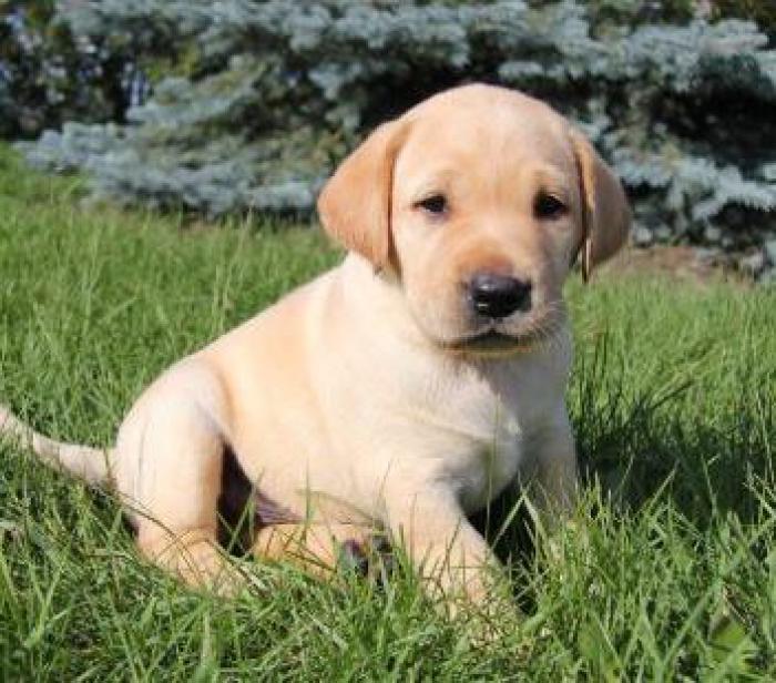 Labrador Retriever Pups available