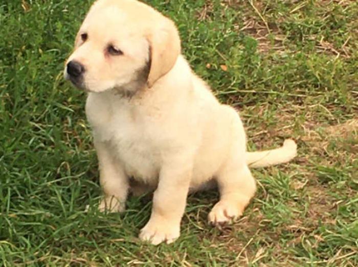 Labrador Retriever Pups available